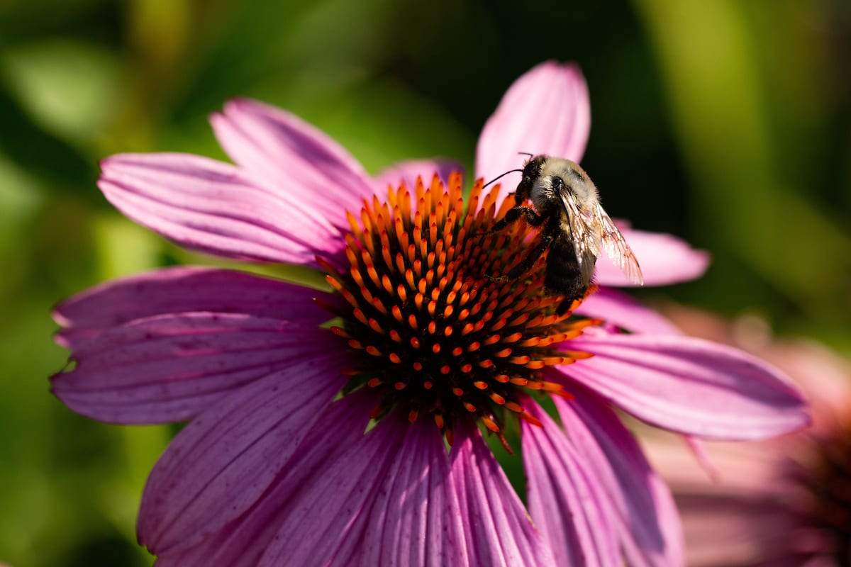 Scientists Begin Documenting Pollinator Biodiversity in the Danforth ...