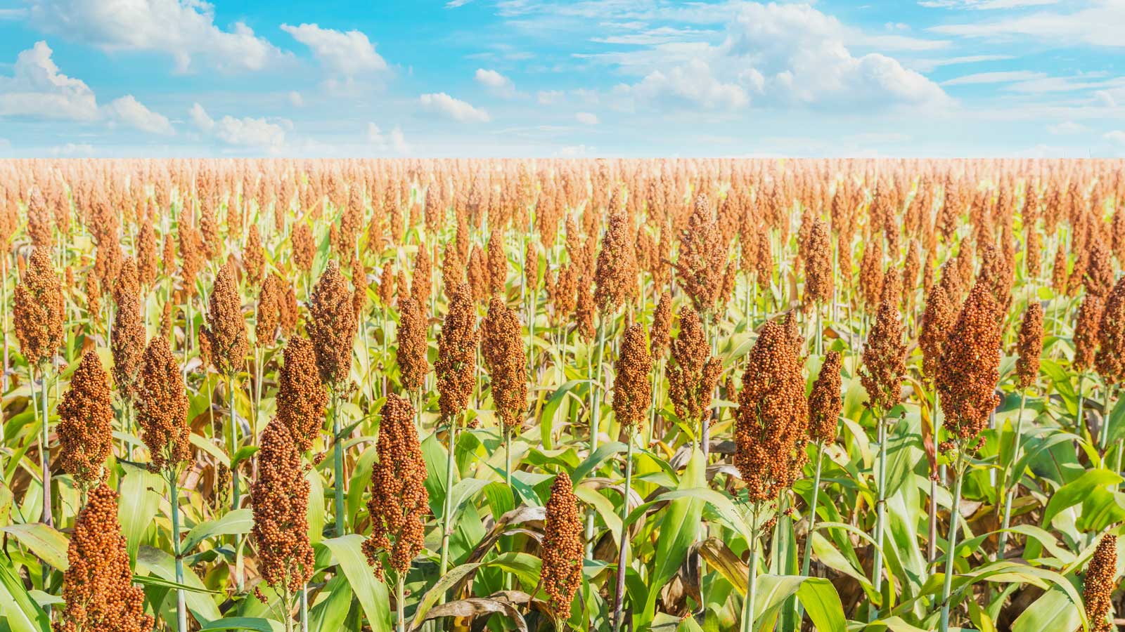 Researchers Launch Collaboration to Breed Carbon-Capturing Sorghum